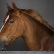 Horses Can Recognize Themselves In A Mirror, Study Finds