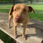 In Louisiana, Heartworm-Positive Shelter Dogs Have A Slim Chance Of Survival. We Need Your Help Flying Them To Safety!