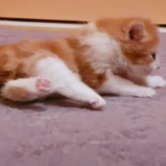 Kind Woman Helps Paralyzed Kitten Learn To Walk Again