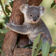 Koalas Could Go Extinct Because of A Chlamydia Outbreak If Wildfires Don’t Wipe Them Out First