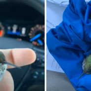 Man Nursed An Injured Hummingbird Back To Life After It Fell To The Ground