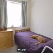 Man Spots His Cat In The Real Estate Listing Photos Of His Neighbor’s House