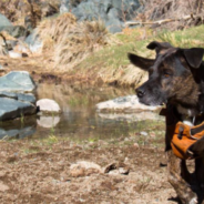 Meet Chipper, The Earth-Friendly Dog That Loves To Recycle