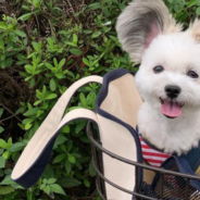 Meet Goma, The “Mickey Mouse” Dog With Giant Fluffy Ears