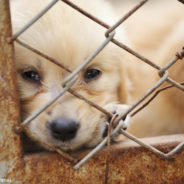 Missouri Has Led The U.S. In Puppy Mills For Nearly A Decade Running