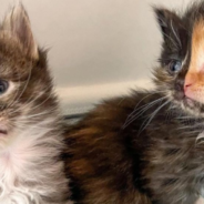 Orphaned Kitten Found With A Perfect Two-Toned Face