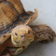 Orphaned Turtle Joins A Family Of Rescue Dogs