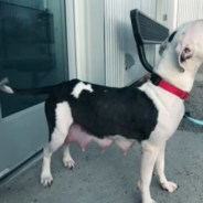 Pit Bull ‘Asks’ Shelter Employee To Help Her Four Freezing Puppies