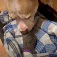 Pit Bull Steps In As A Foster Dad To Help His Owner Raise Rescue Puppies