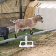 Playful Goat Learns To Balance On A Seesaw