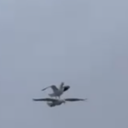 Rare Footage Captures Seagull Riding On Another Seagull