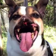 Rescue Dog Whose Snout Was Chopped Off Finds A Loving Forever Home