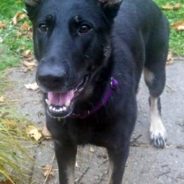 Rescued German Shepherd Becomes Mason Police Department’s First K-9 Officer