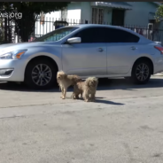 Rescuers Save Two Abandoned Dogs Who Were Left On The Streets