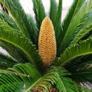 Sago Palm Plant Is Toxic To Dogs Warns Couple Who Lost Two Dogs To The Common Plant