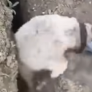 Sheep Stuck In Ditch Jumps Back In After Being Freed