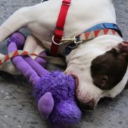 Shelter Dog Treated To Easter Egg Hunt As He Waits For A Family Of His Own