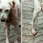 Stray Dog Covered In Hundreds Of Ticks Get A Second Chance At Life