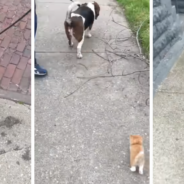 Stray Kitten Follows The Family’s Dog Home During Their Walk