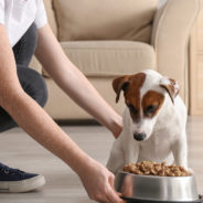 The FDA Is Struggling To Enact Long Proposed Pet Food Standard Improvements