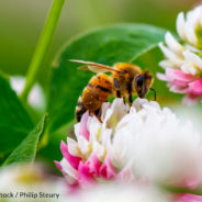 This Dangerous Pesticide Was Banned In The EU, But It Is Still Killing Honeybees In The US