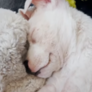 Toddler Convinces Mom To Let Her Adopt A Deaf Puppy