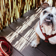 Train Employees Help Lost English Bulldog Find His Way Home