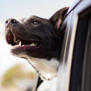 Two Dogs Battle For Attention During A Car Ride