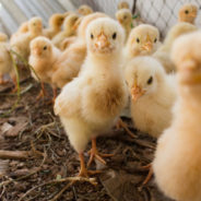 We Have The Technology To Keep Millions Of Chicks From Slaughter, So Why Isn’t It Being Put To Use?