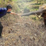 Wild Elephant In Thailand Recognizes Vet Who Saved His Life 12 Years Ago