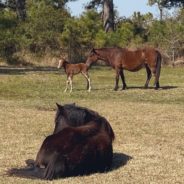 Wild Horses Of Currituck Outer Banks Welcome New ‘Feisty’ Foal Named After Local Hero