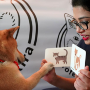 Woman Teaches Her Shiba Inu Math And Language Skills During Lockdown