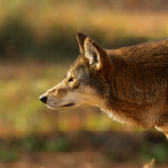 12 Critically Endangered Red Wolf Pups Born in North Carolina Zoo