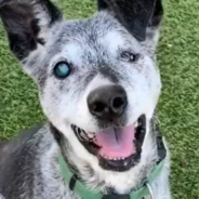 Abandoned 19-Year-Old Dog Gets A Second Chance At Finding A Forever Home