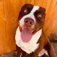 Abandoned Pit Bull Named “Covid” Rescued By Woman Determined To Save His Life