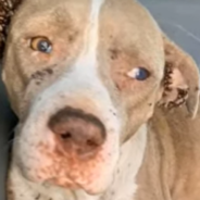 Abandoned Pregnant Dog Covered In Ticks Makes An Incredible Transformation