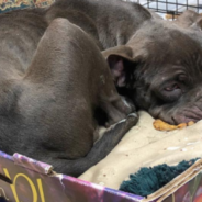 Abandoned Puppy Refused To Leave The Plum Box They Found Him In