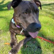 Affectionate Shelter Dog Has Been Waiting Over 800 Days For Forever Home