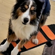 Australian Shepherd Does A Figure Eight Around Traffic Cones While Riding a Skateboard