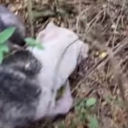 Blind Abandoned Dog Found In The Woods