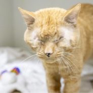 Blind Senior Cat Adopted By Woman Who Only Sees His Loving Heart