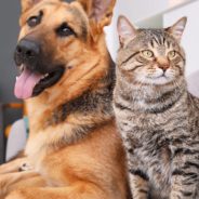 Cat And Dog Fur Is Being Imported Into Canada And Sold Next To Seal Skin Products