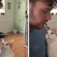 Cat Gets Emotional While Her Owner Plays The Piano