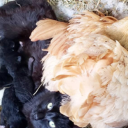 Cat Gives Birth In Duck Den Beside A Hen And Her Eggs