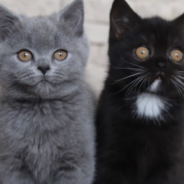 Cat With Split-Colored Face Has A Kitten Of Each Color