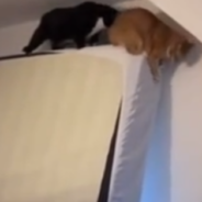 Cats Recreate Famous Scene From ‘The Lion King’