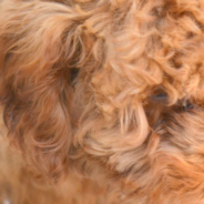 Clever Dog Tries To Scare His Owner By Hiding At The Top Of The Stairs