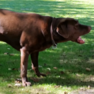 Deaf Dog Makes Up Her Own ‘Bark’