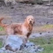 Dog Asks Permission Before Running To See Grandma And Grandpa