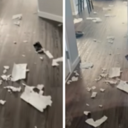 Dog Excitedly Shows His Owner The Mess He Made While She Was Gone